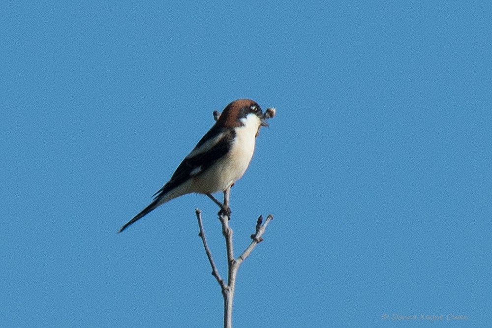 Woodchat Shrike - ML186943101