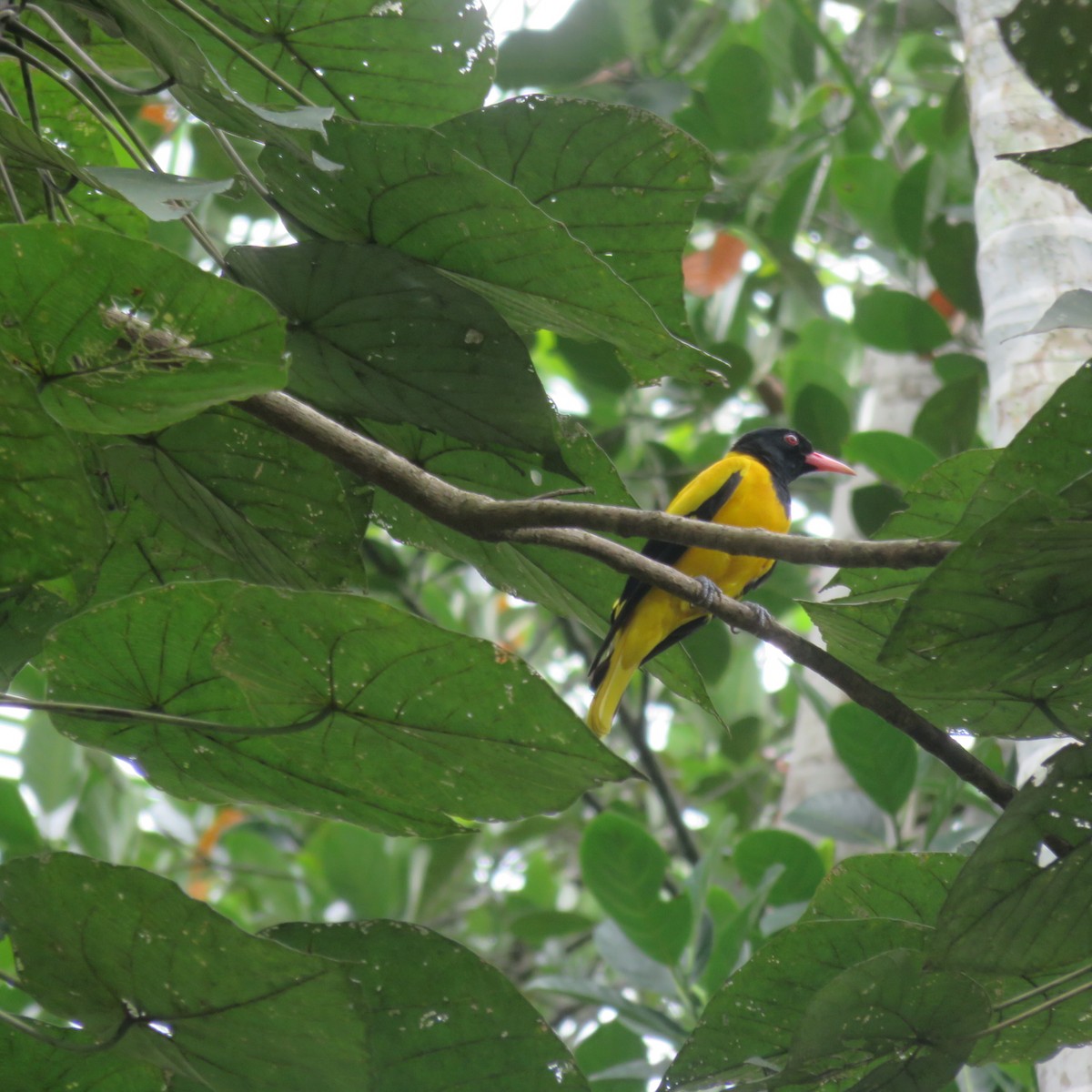 Black-hooded Oriole - ML186945631