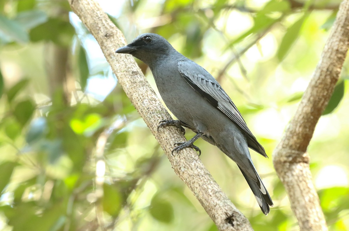 Common Cicadabird - ML186945671