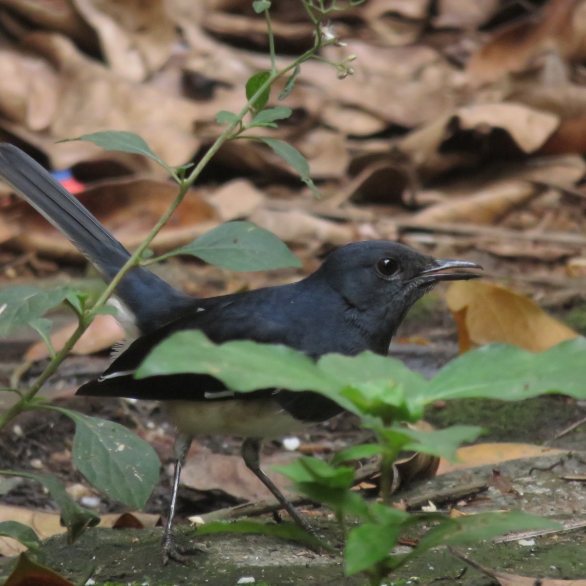 Oriental Magpie-Robin - Rajeesh P