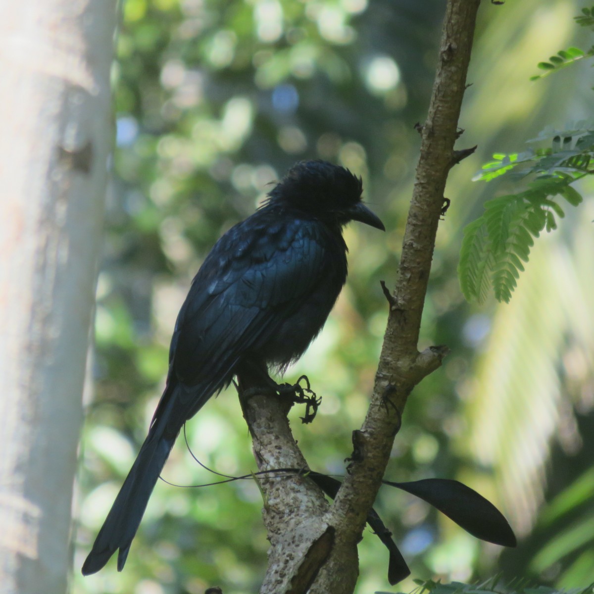 Drongo de Raquetas Grande - ML186946181