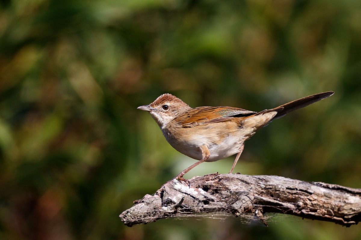 Tawny Grassbird - ML186949291