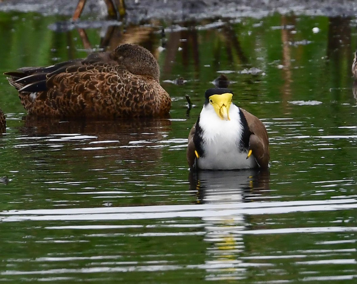 Masked Lapwing - Roy Burgess