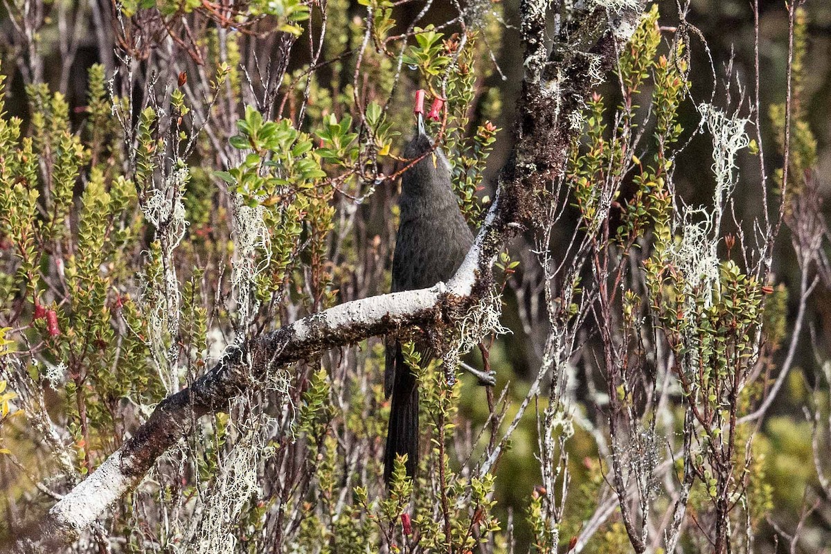 Short-bearded Honeyeater - ML186953781