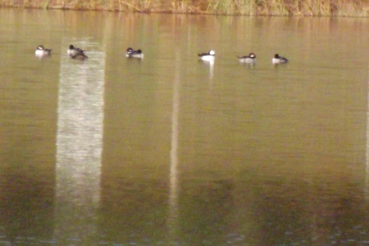 Bufflehead - ML186954041