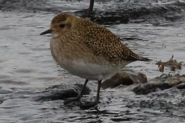 European Golden-Plover - ML186954341