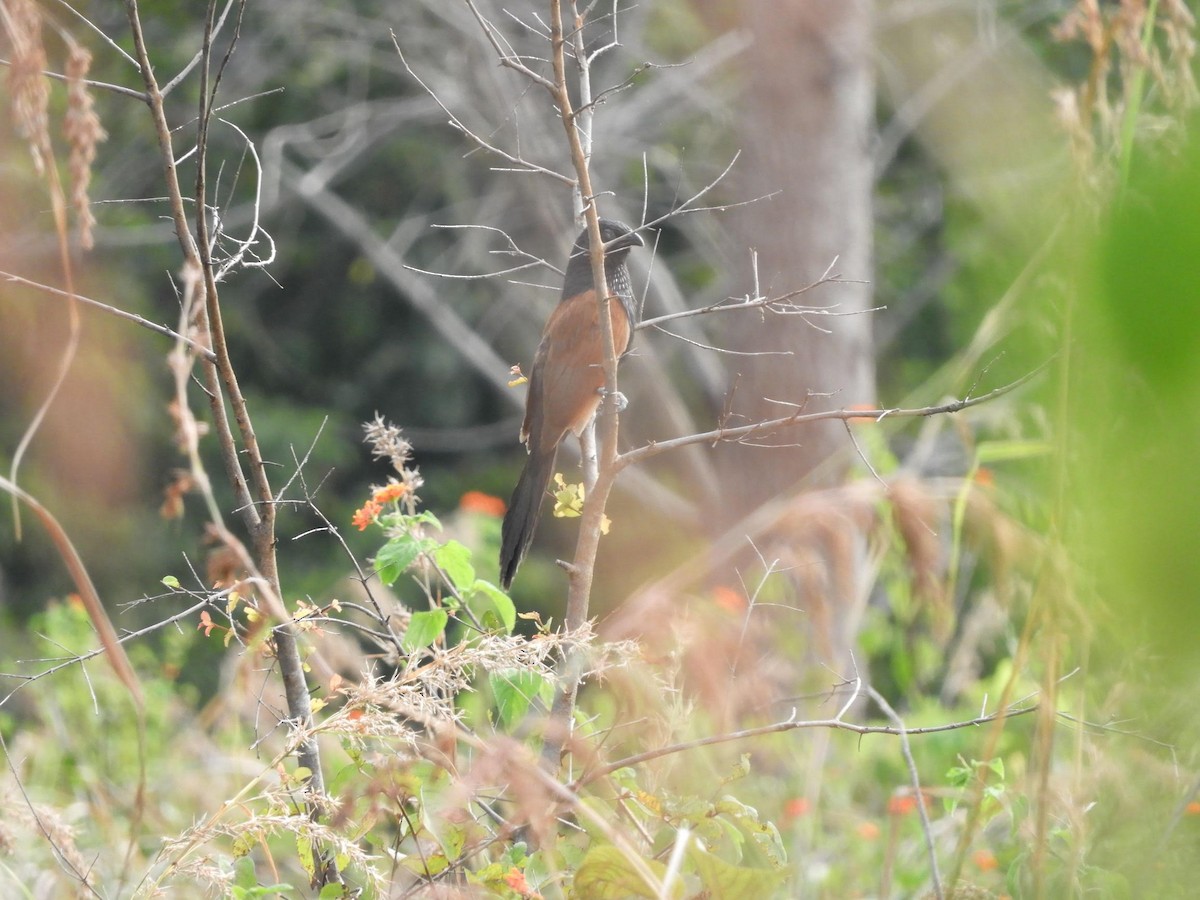 Lesser Coucal - ML186954771