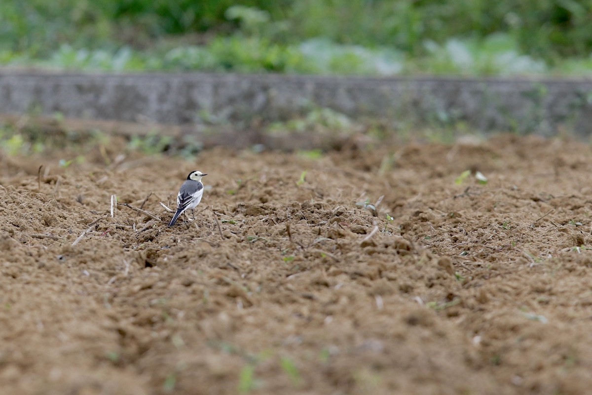 White Wagtail - ML186955591