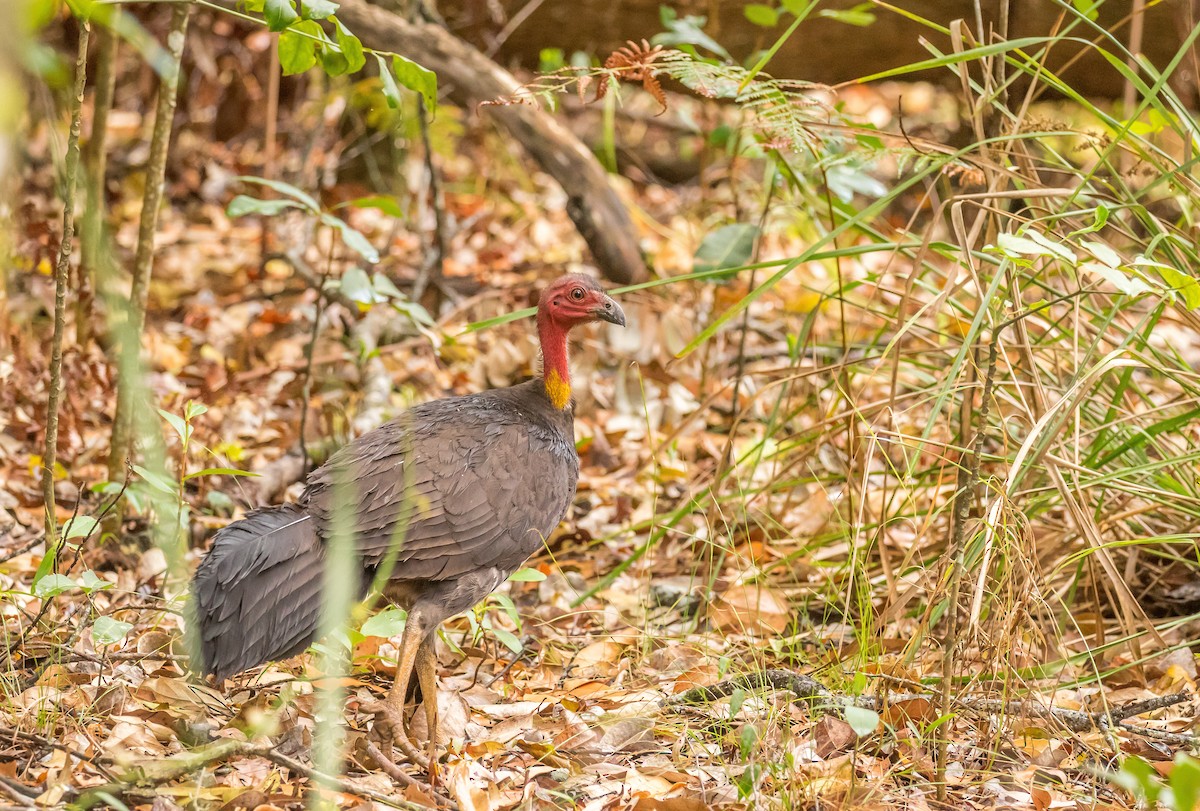 Australian Brushturkey - ML186958381