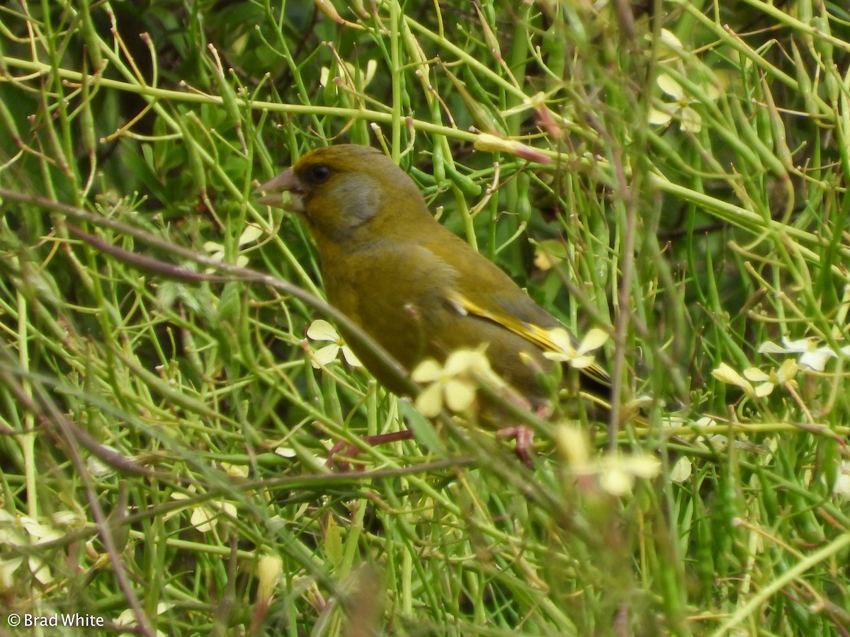 European Greenfinch - ML186958871