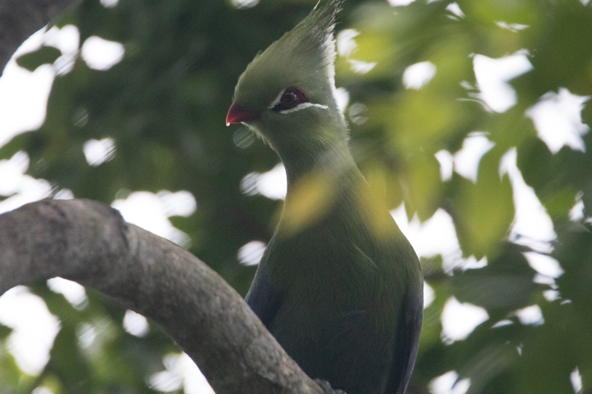 Turaco de Livingstone - ML186959011