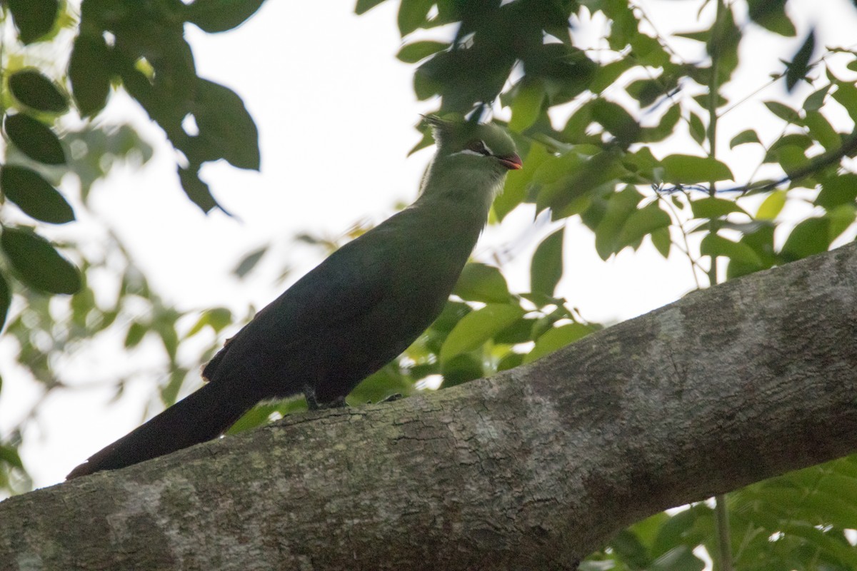 Turaco de Livingstone - ML186959021