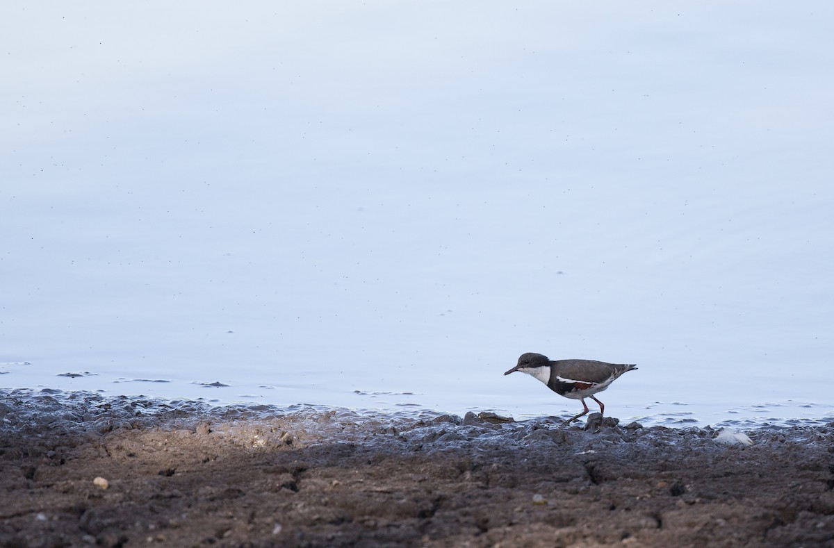 Red-kneed Dotterel - ML186961511