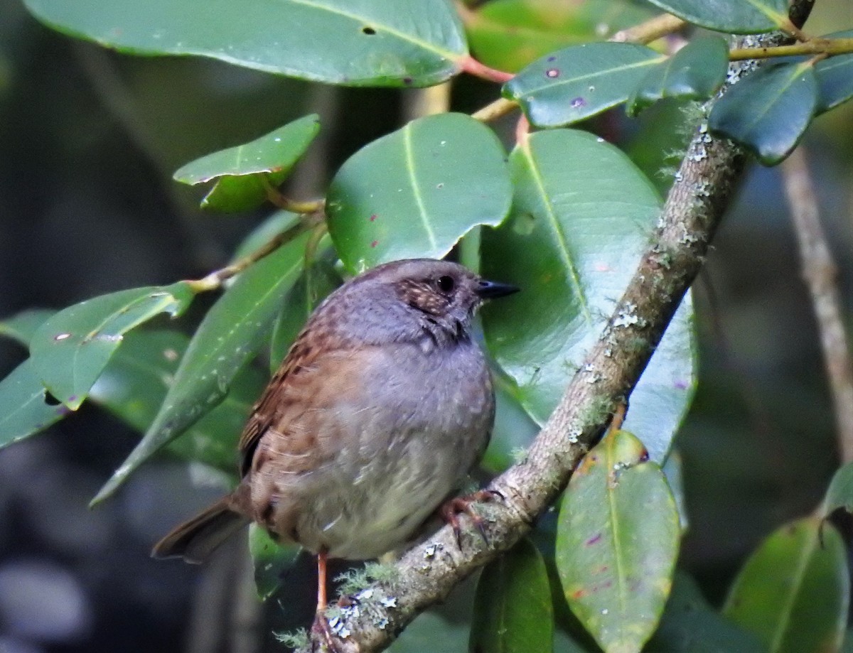 Dunnock - ML186961711