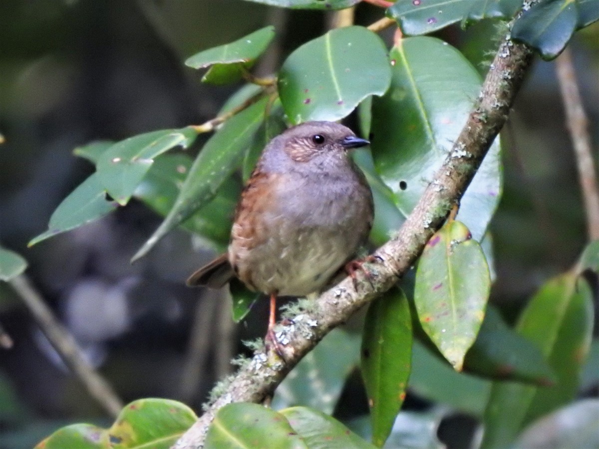 Dunnock - ML186961741