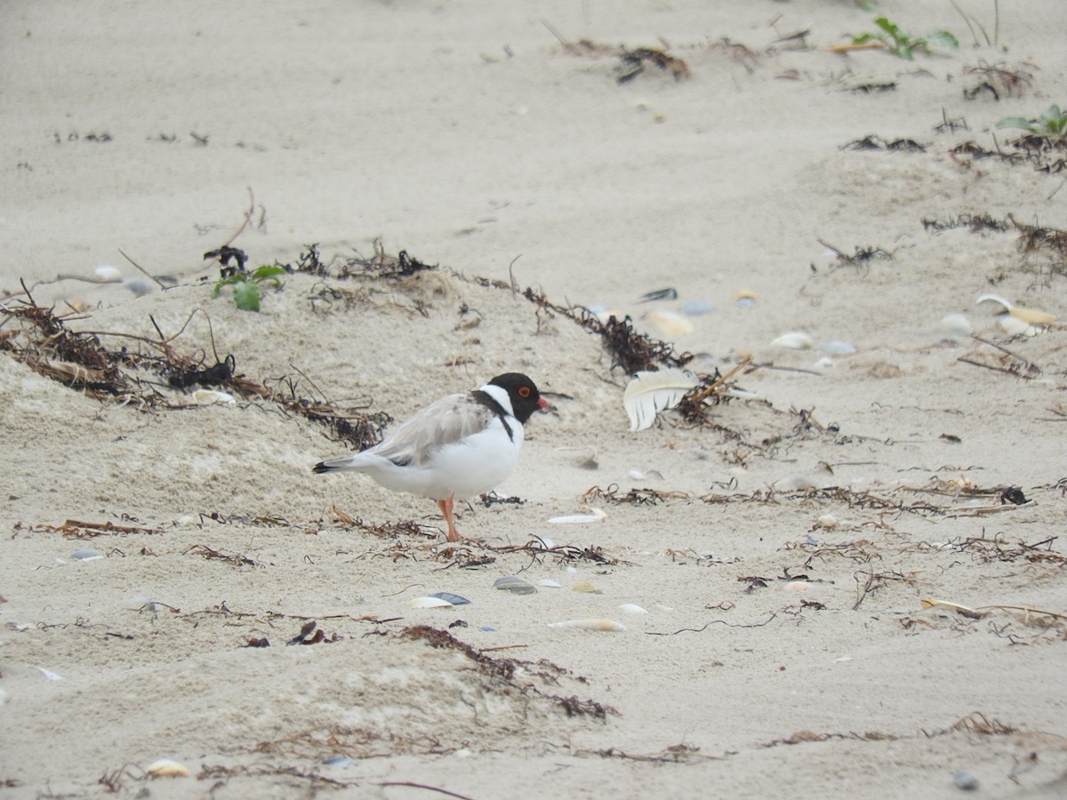 Hooded Plover - ML186962621