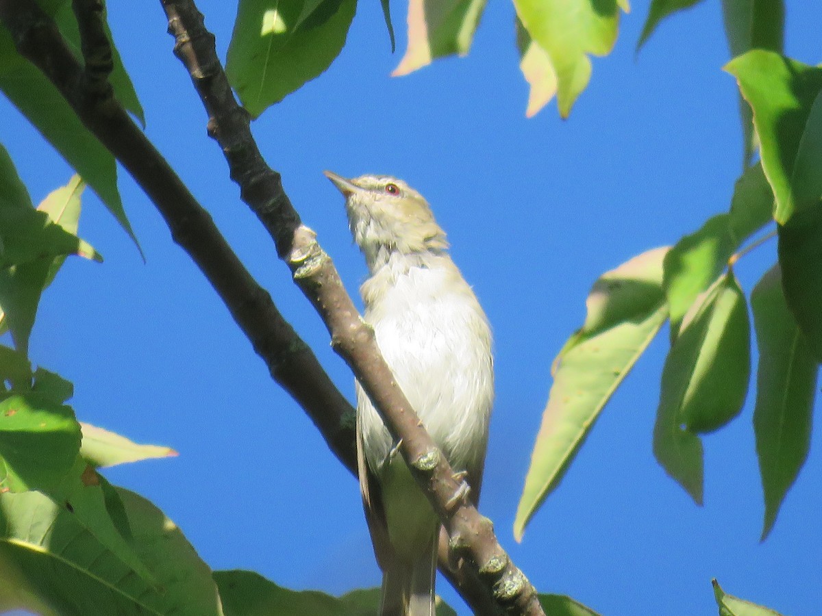 rødøyevireo - ML186962671