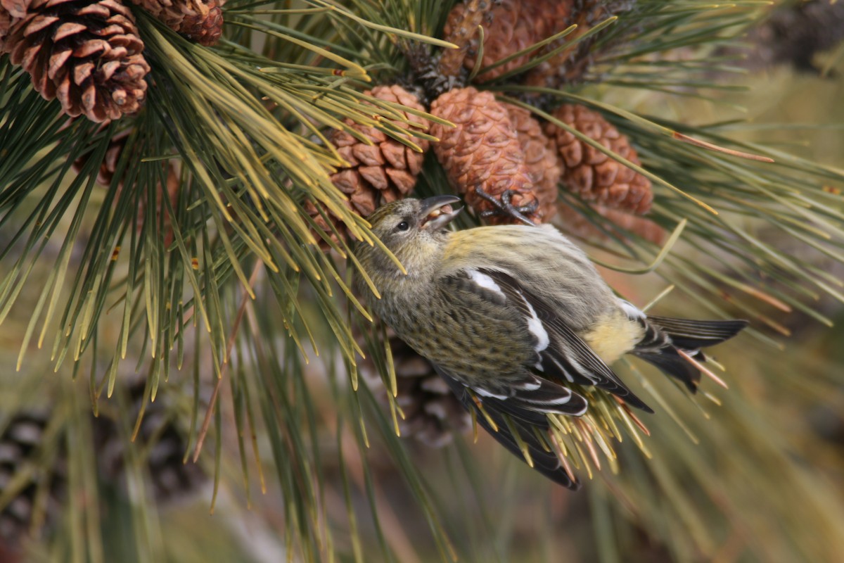 White-winged Crossbill - ML186963091