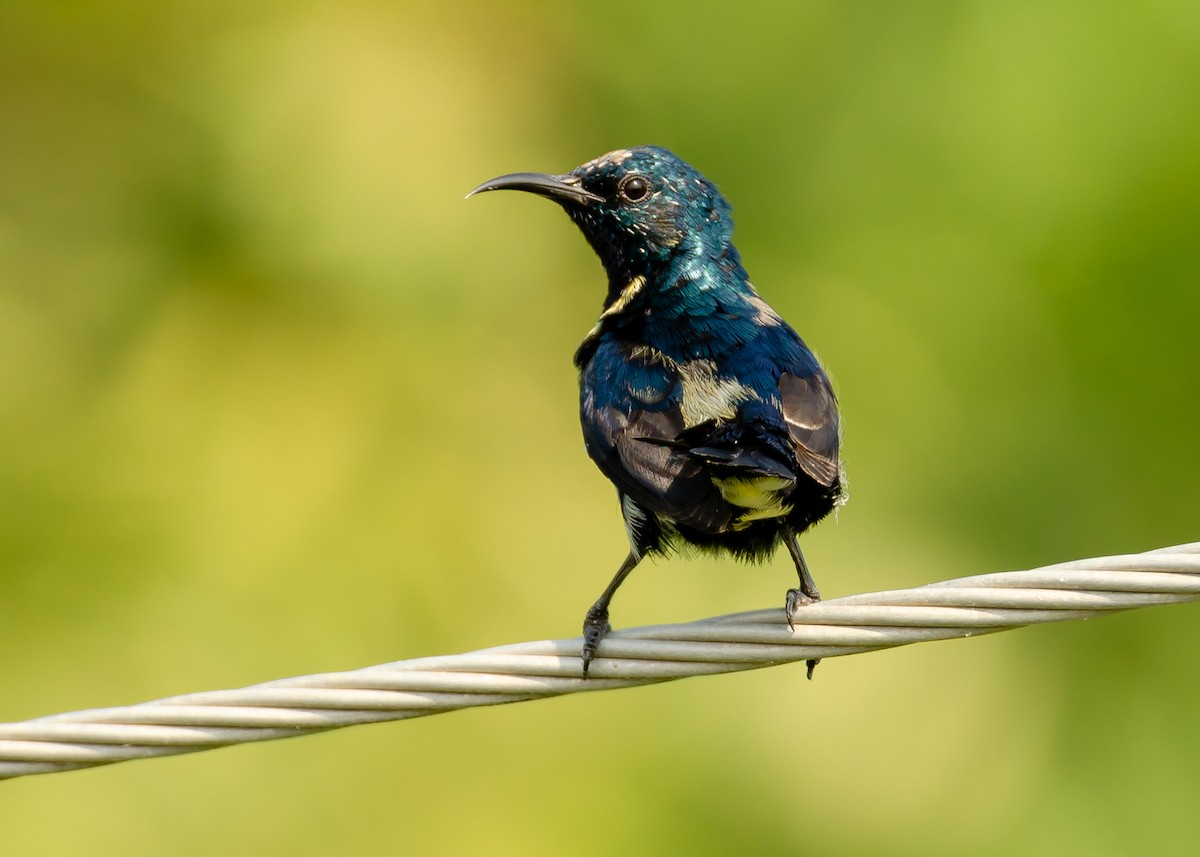 Purple Sunbird - Ramesh Desai