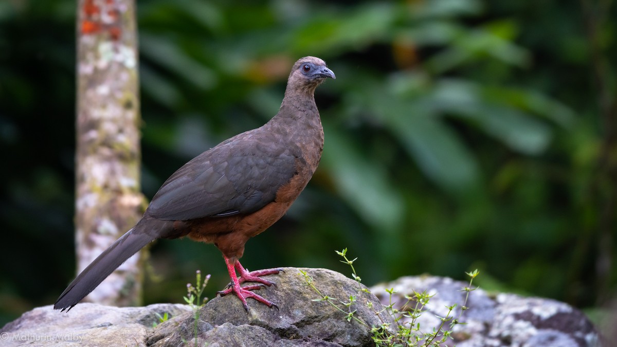 Sickle-winged Guan - Mathurin Malby