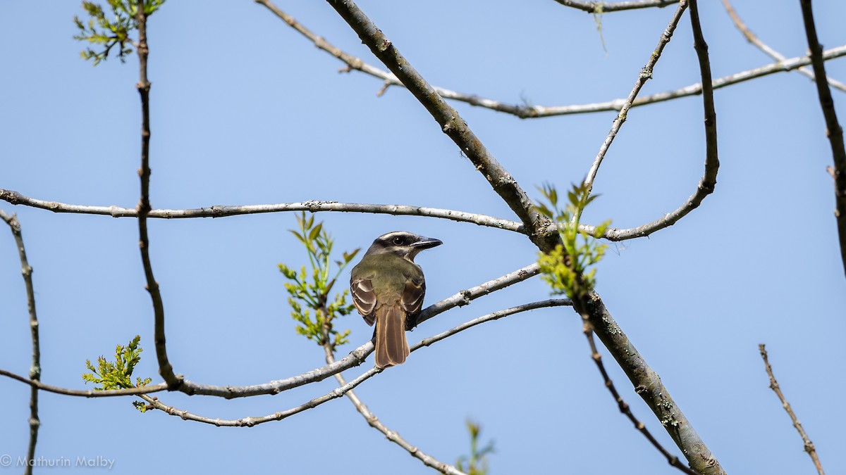 Golden-bellied Flycatcher - ML186964381