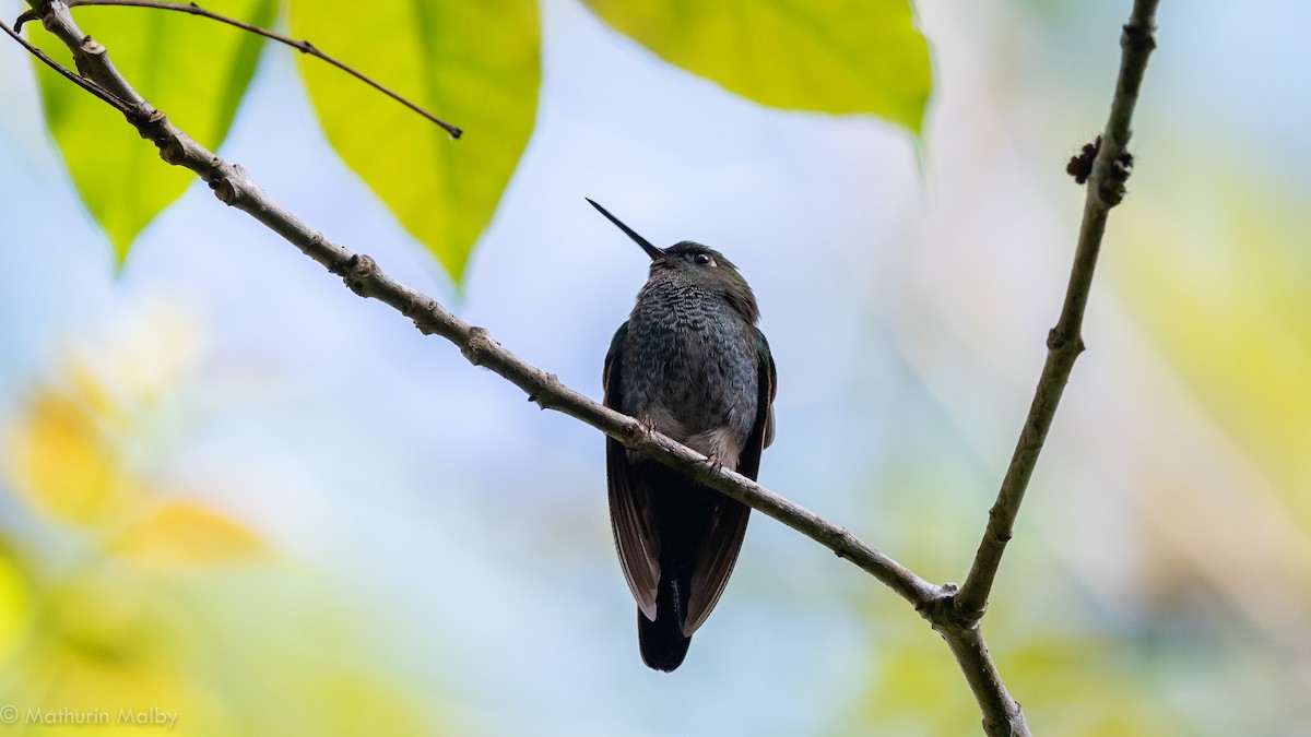 Greenish Puffleg - ML186964531