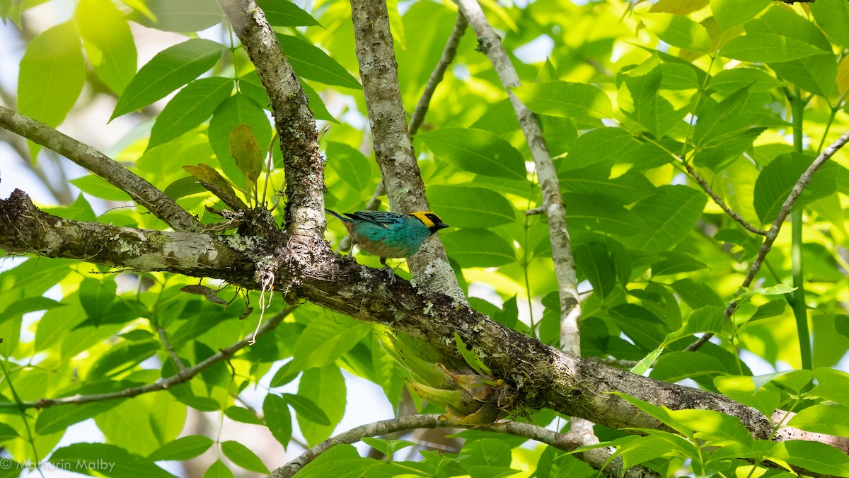 Saffron-crowned Tanager - ML186964601