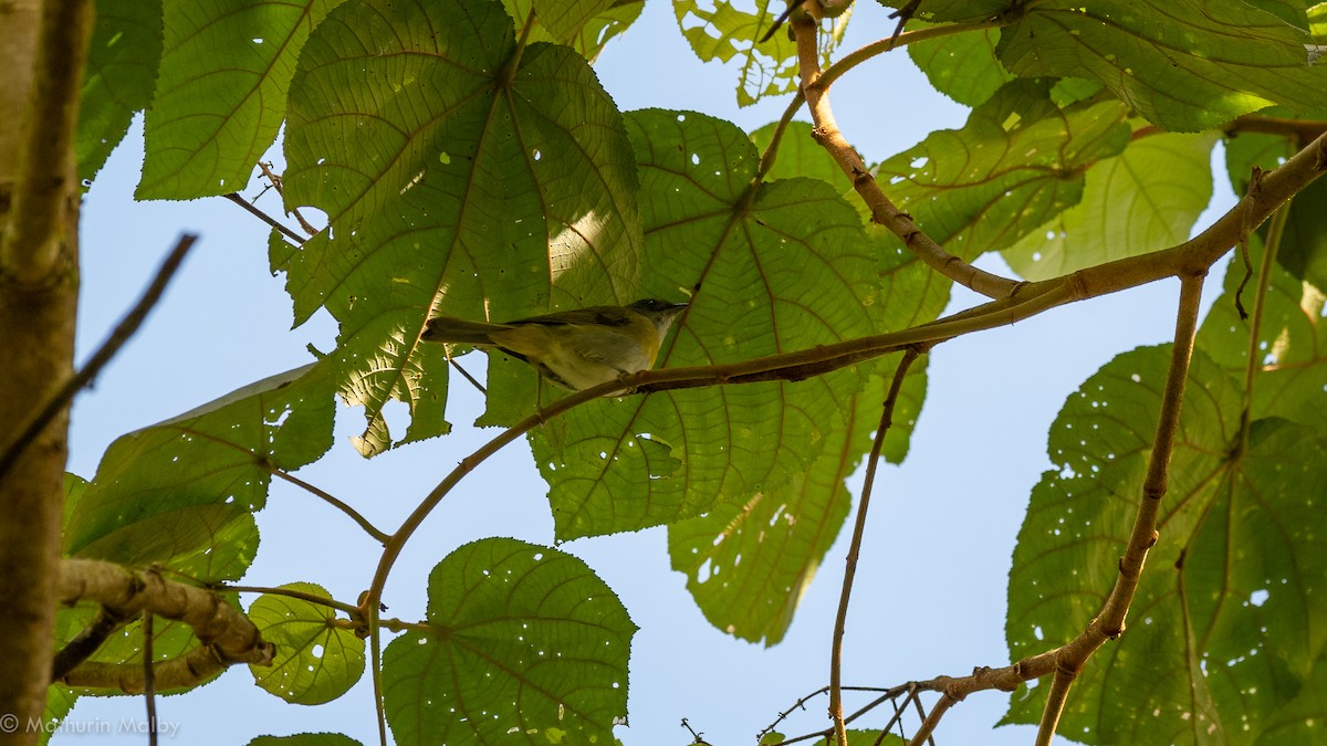 Ashy-throated Chlorospingus - ML186964621