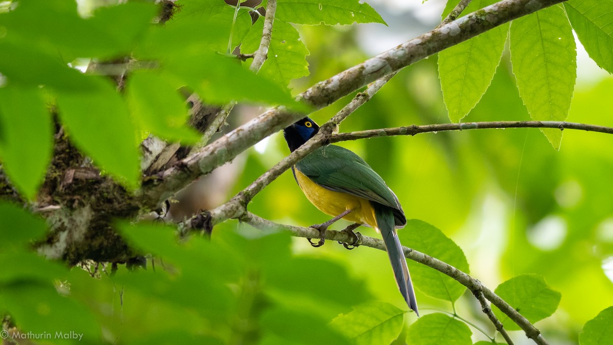 Green Jay - ML186964931