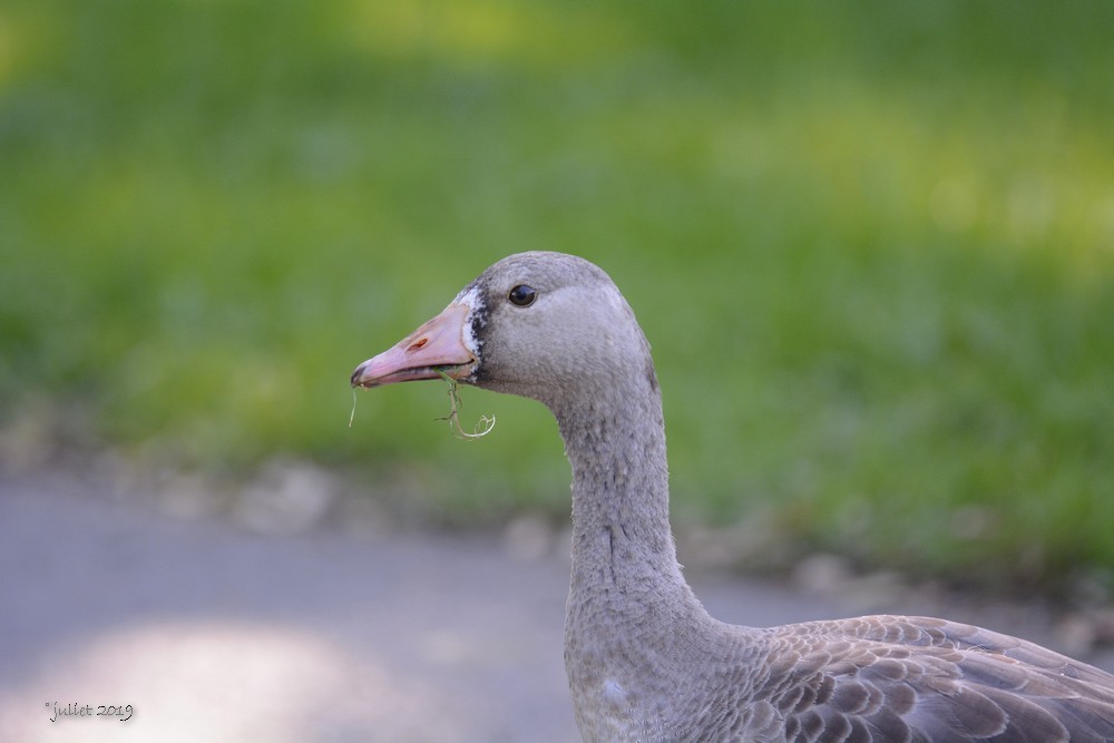 Greater White-fronted Goose - Julie Tremblay (Pointe-Claire)