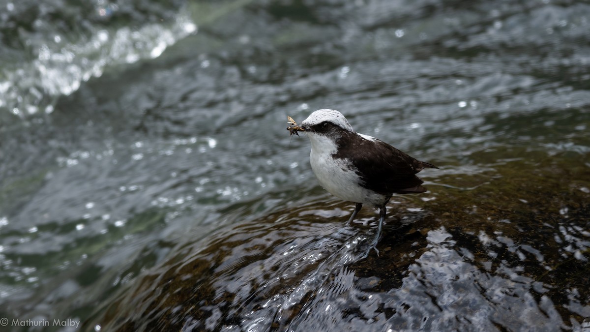 White-capped Dipper - ML186965691