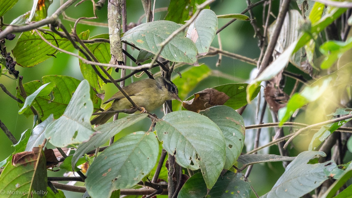 Three-striped Warbler - ML186965801