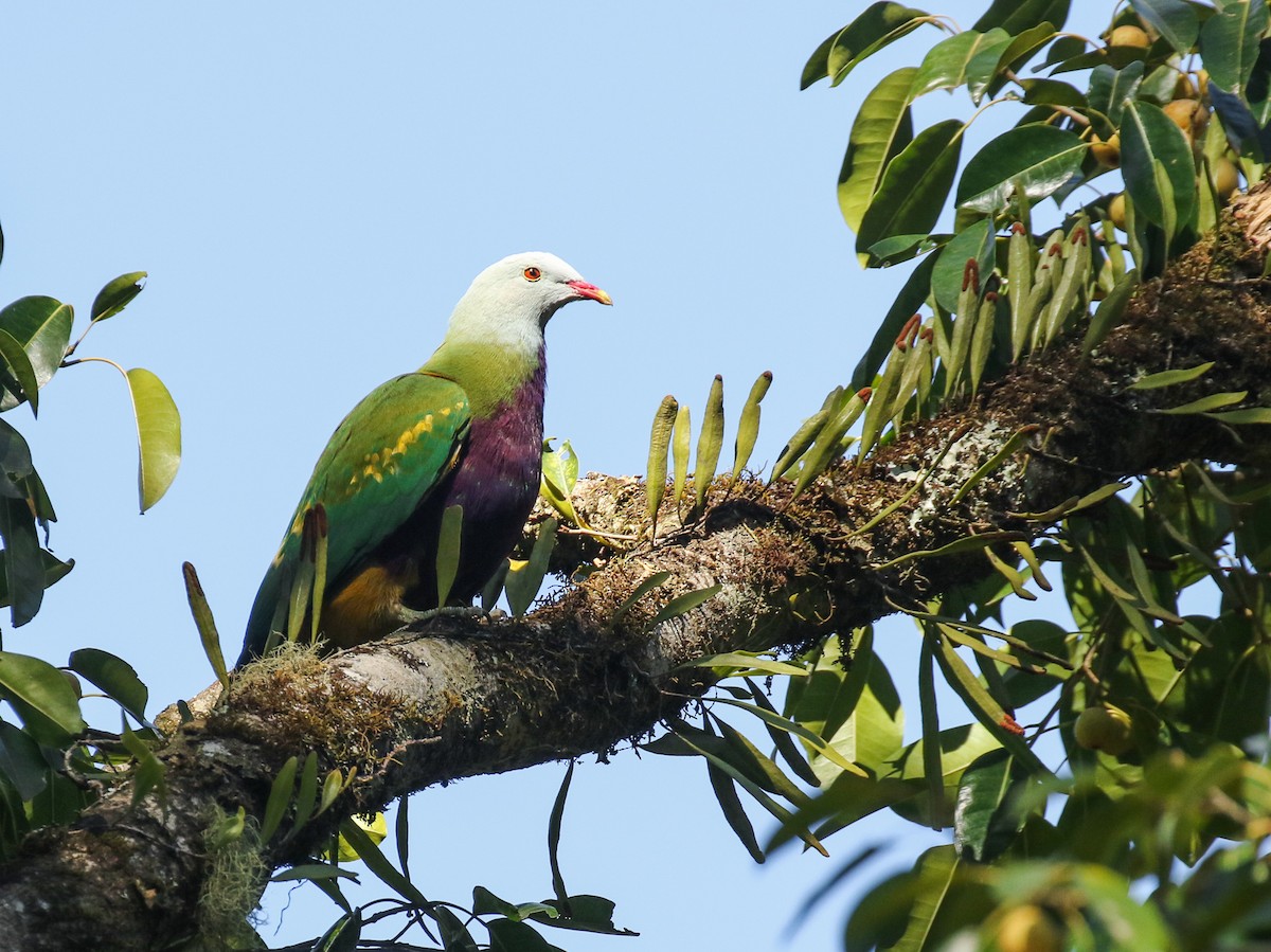 Wompoo Fruit-Dove - Alex Berryman