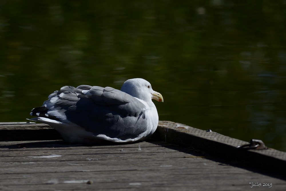 Western Gull - ML186966561