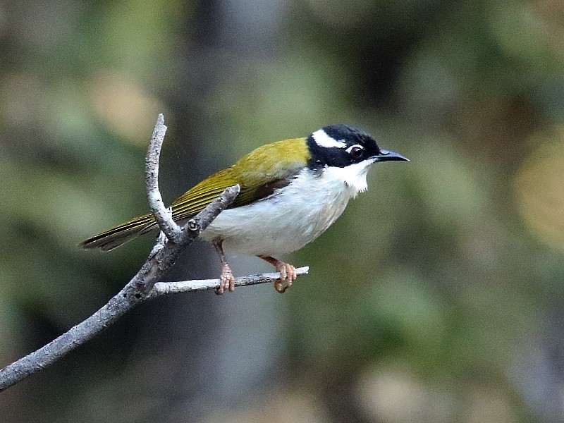 White-throated Honeyeater - ML186967921