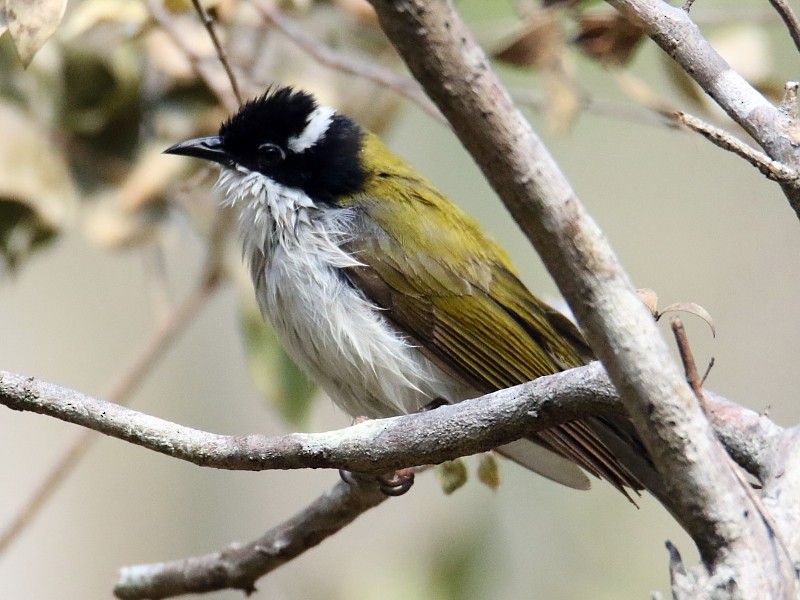 White-throated Honeyeater - ML186967951