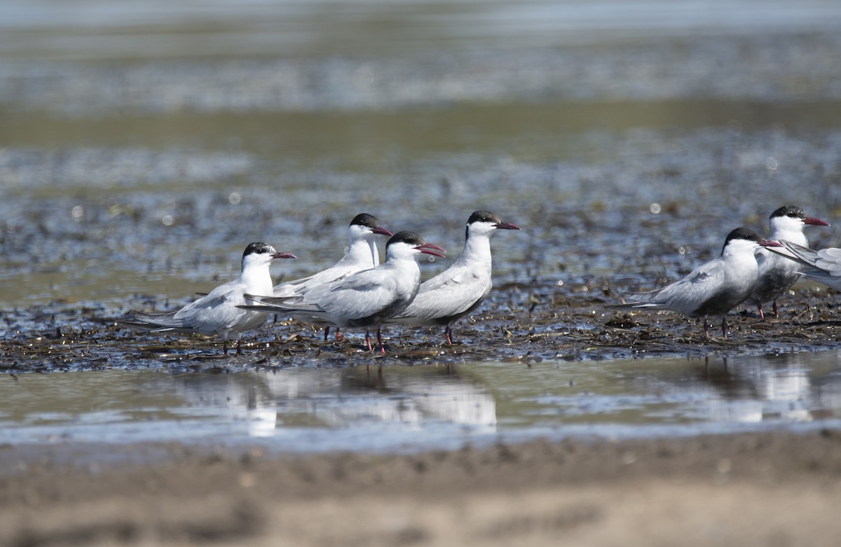 Whiskered Tern - ML186968671