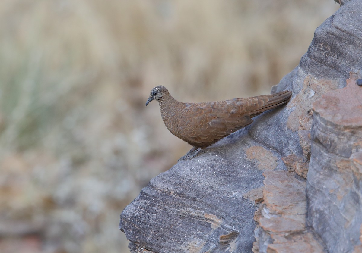 White-quilled Rock-Pigeon - ML186969681