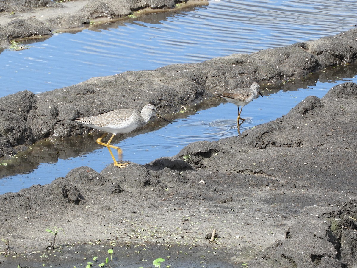 Lesser Yellowlegs - ML186970681