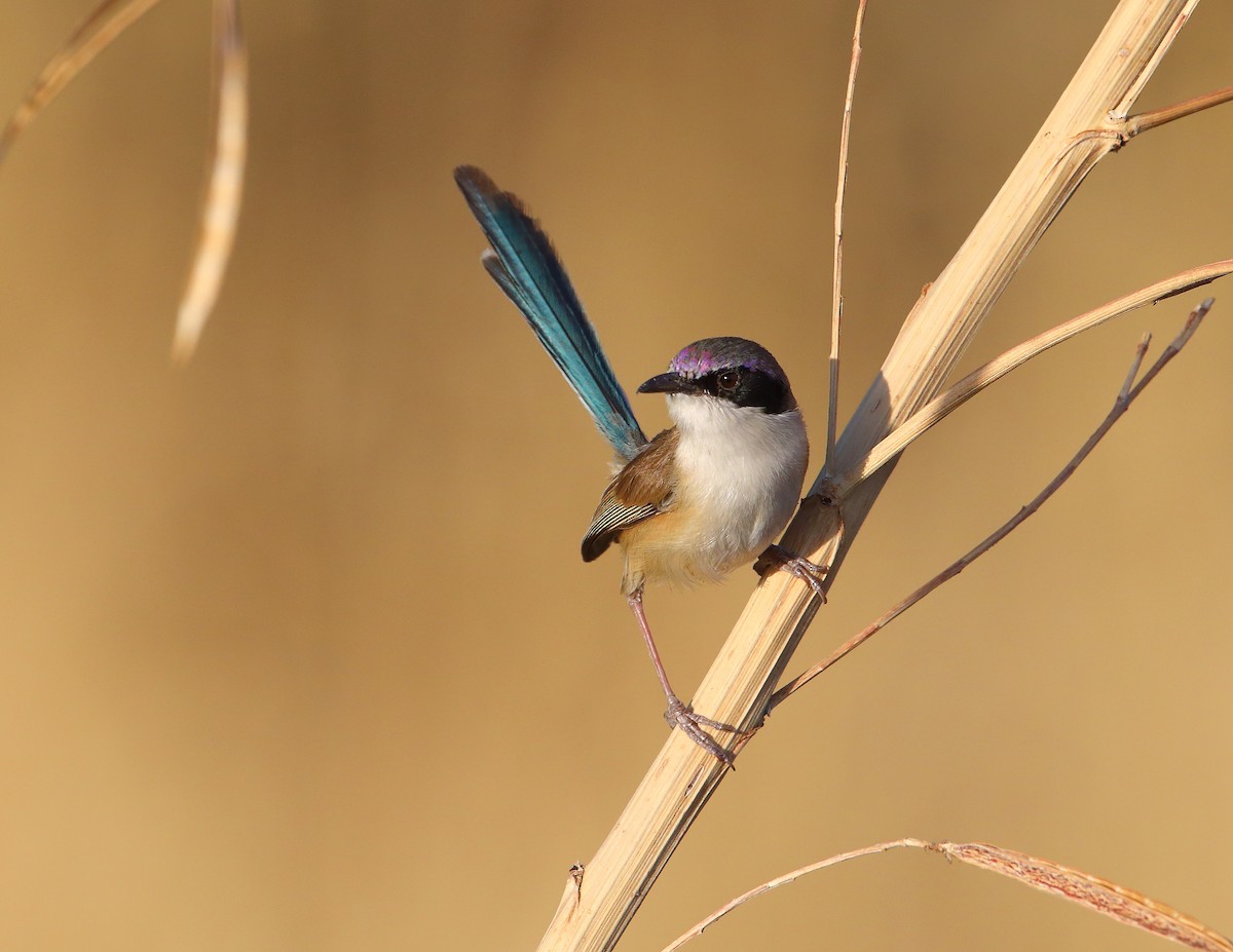 Purple-crowned Fairywren - ML186971941