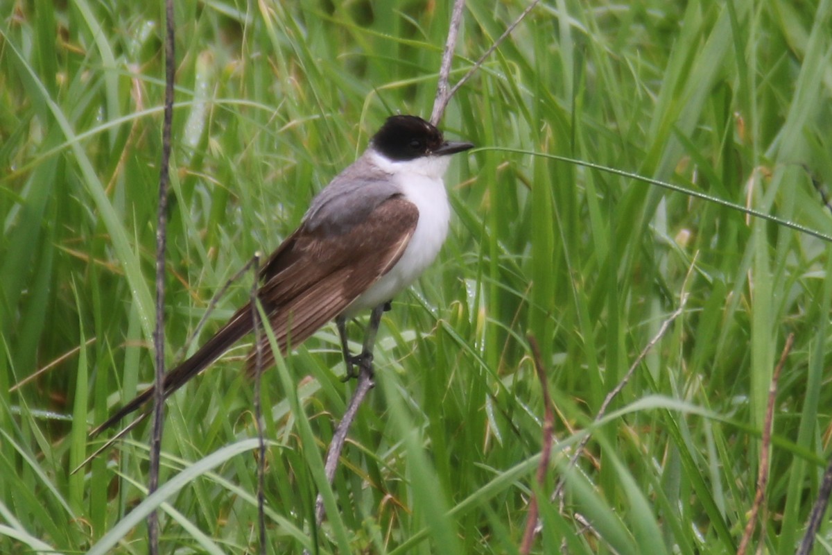 Fork-tailed Flycatcher - ML186972751