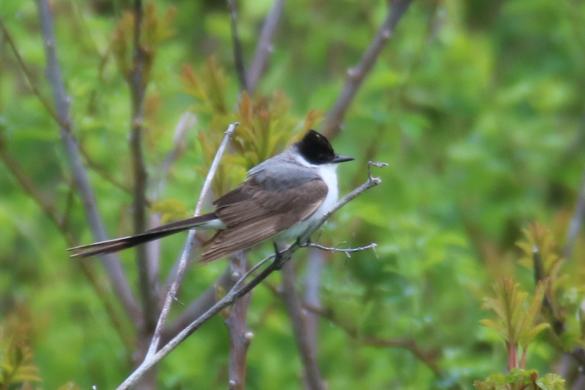 Fork-tailed Flycatcher - Michael Gage