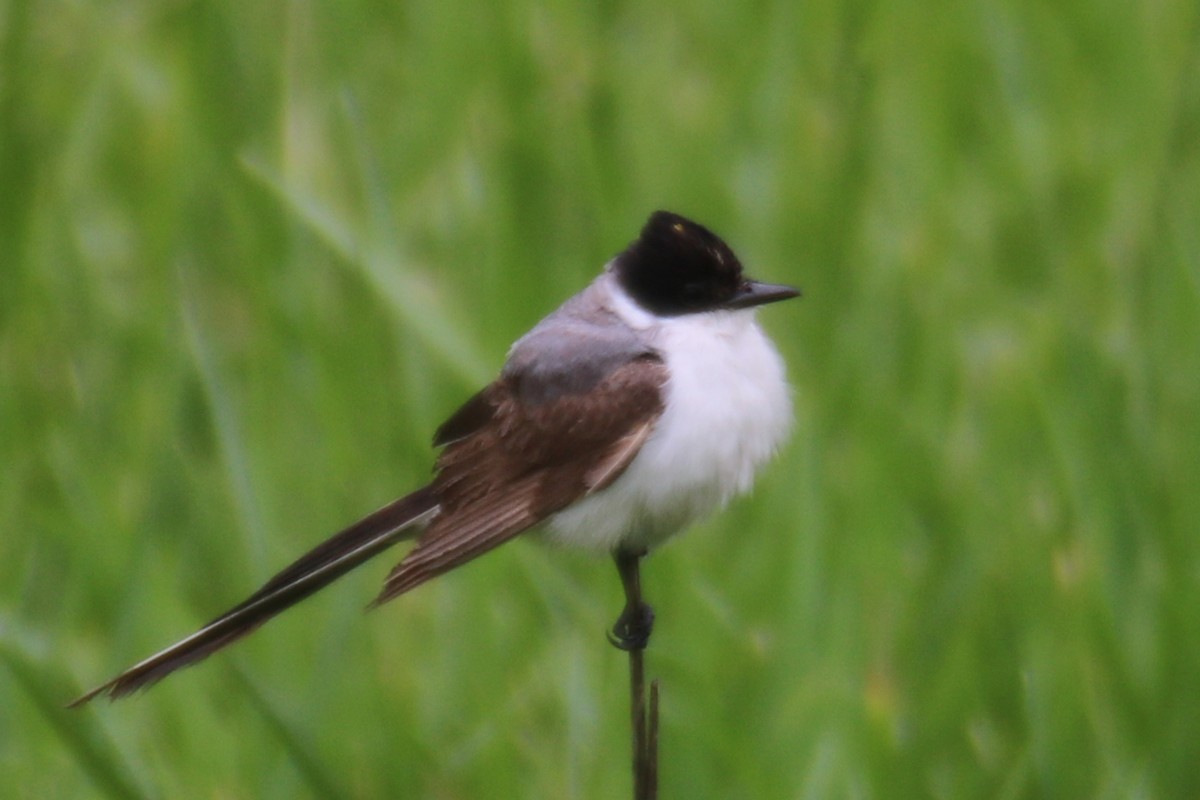 Fork-tailed Flycatcher - ML186972781