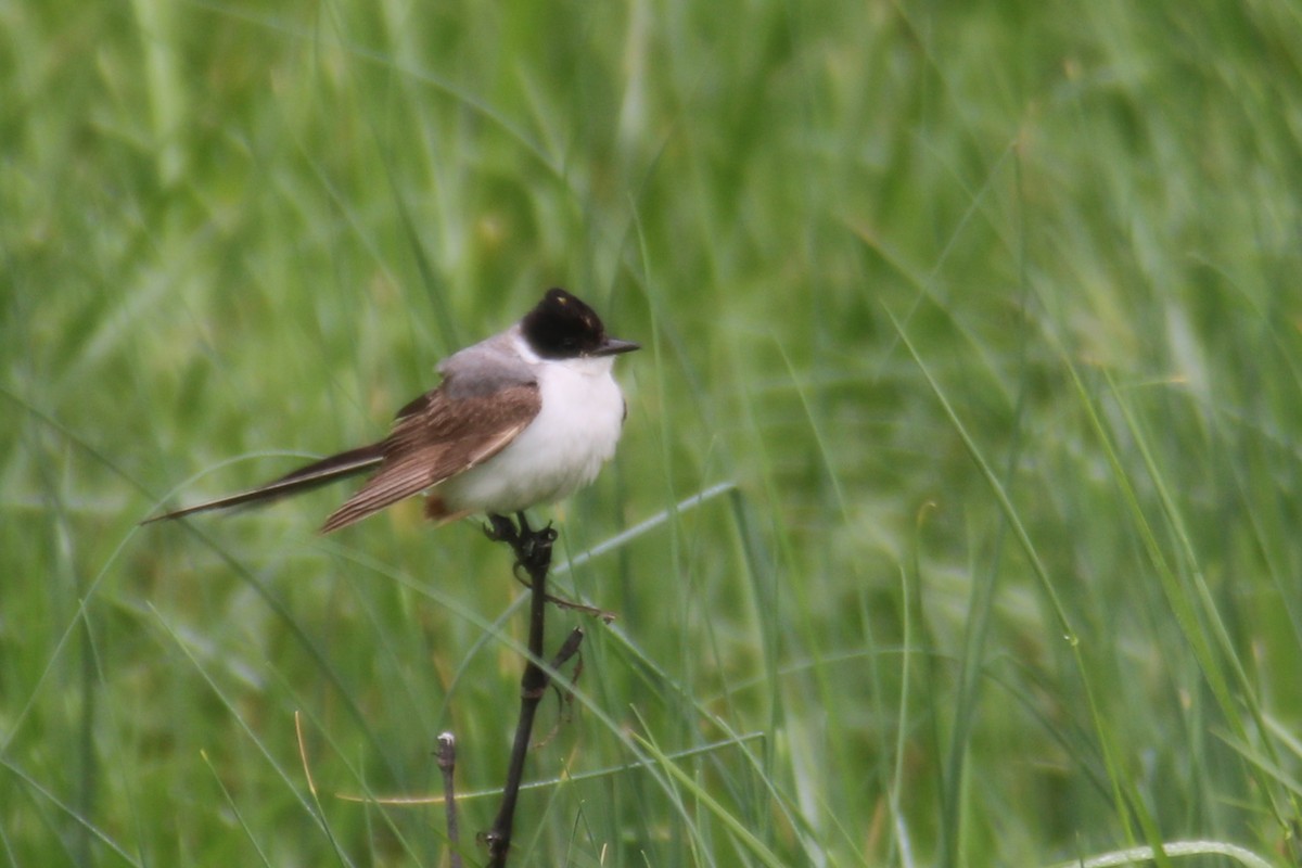 Fork-tailed Flycatcher - ML186972791