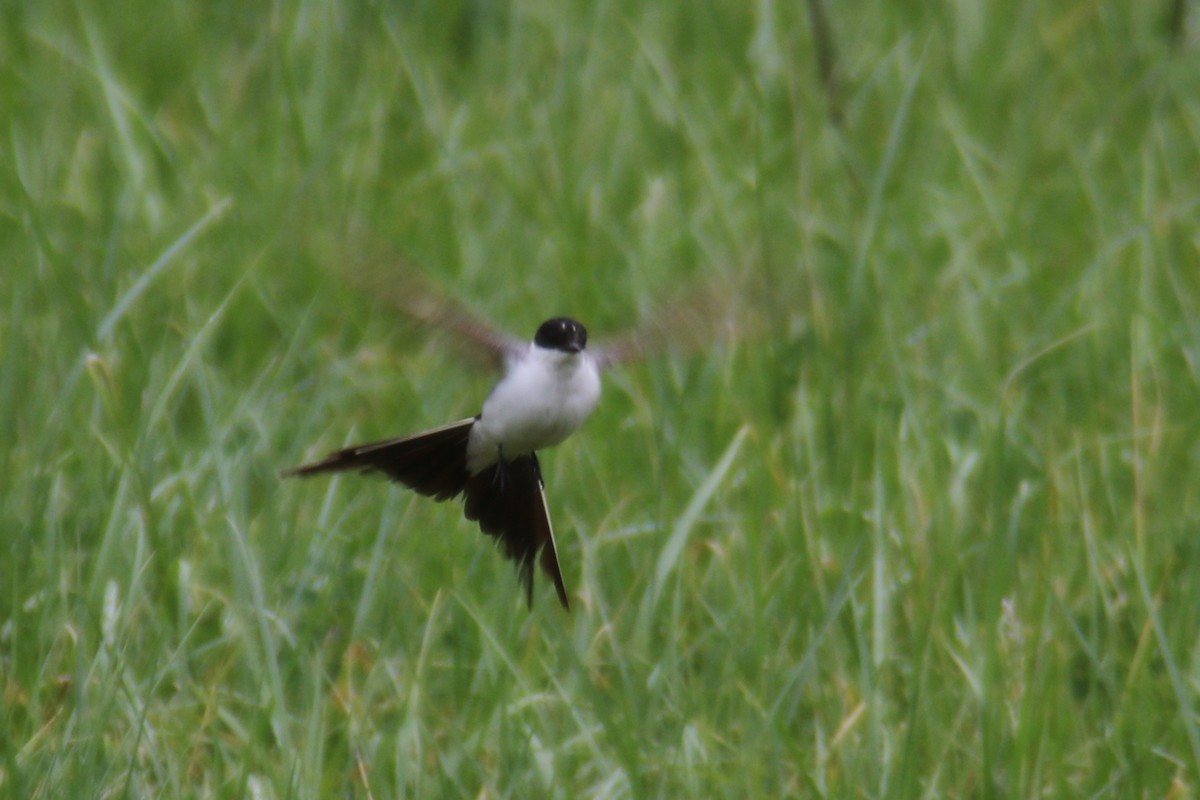 Fork-tailed Flycatcher - ML186972801