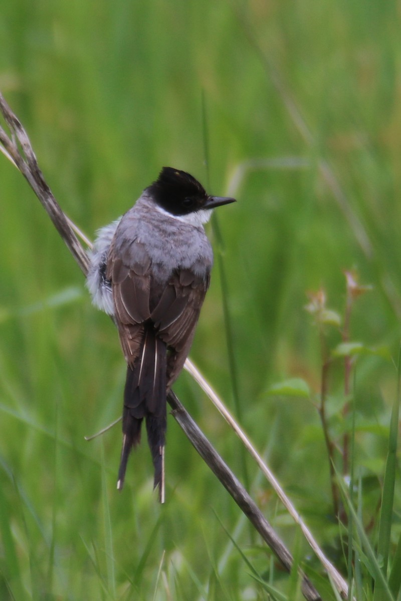 Fork-tailed Flycatcher - ML186972811