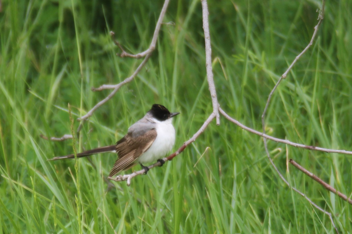 Fork-tailed Flycatcher - ML186972821