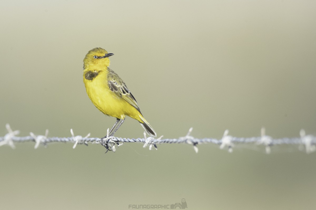 Yellow Chat - ML186973171