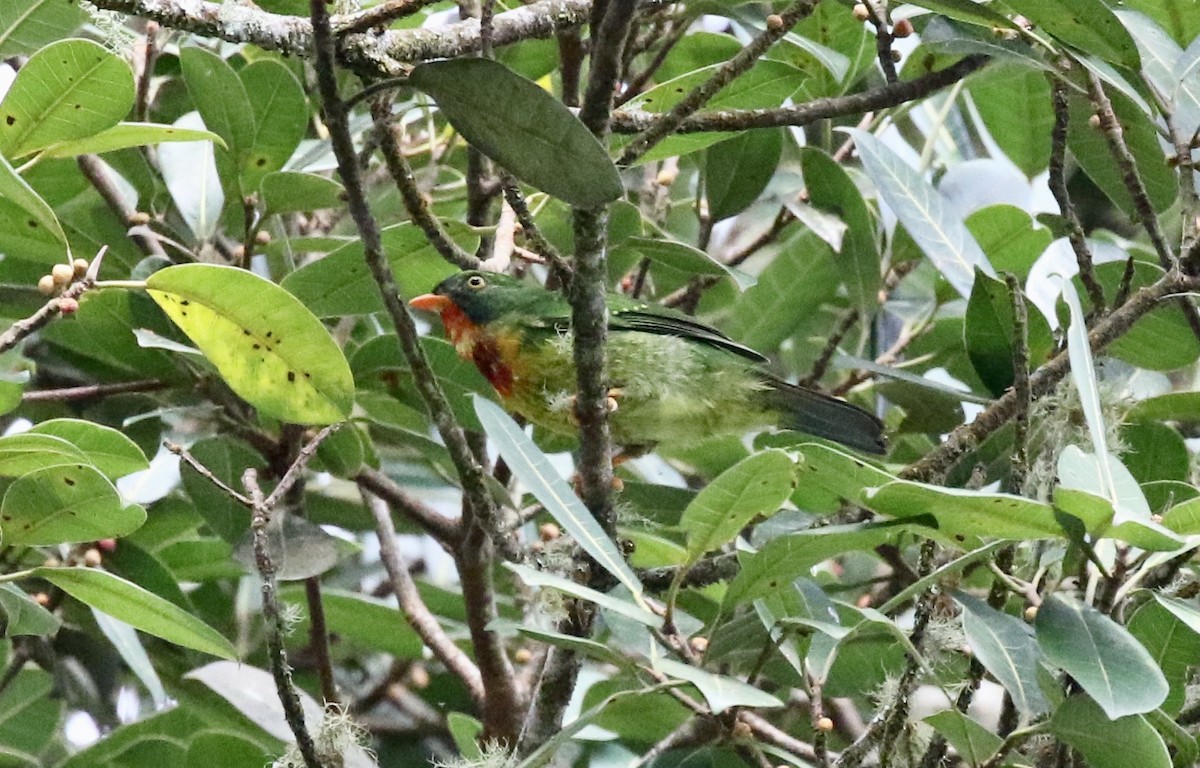 Scarlet-breasted Fruiteater - ML186973231