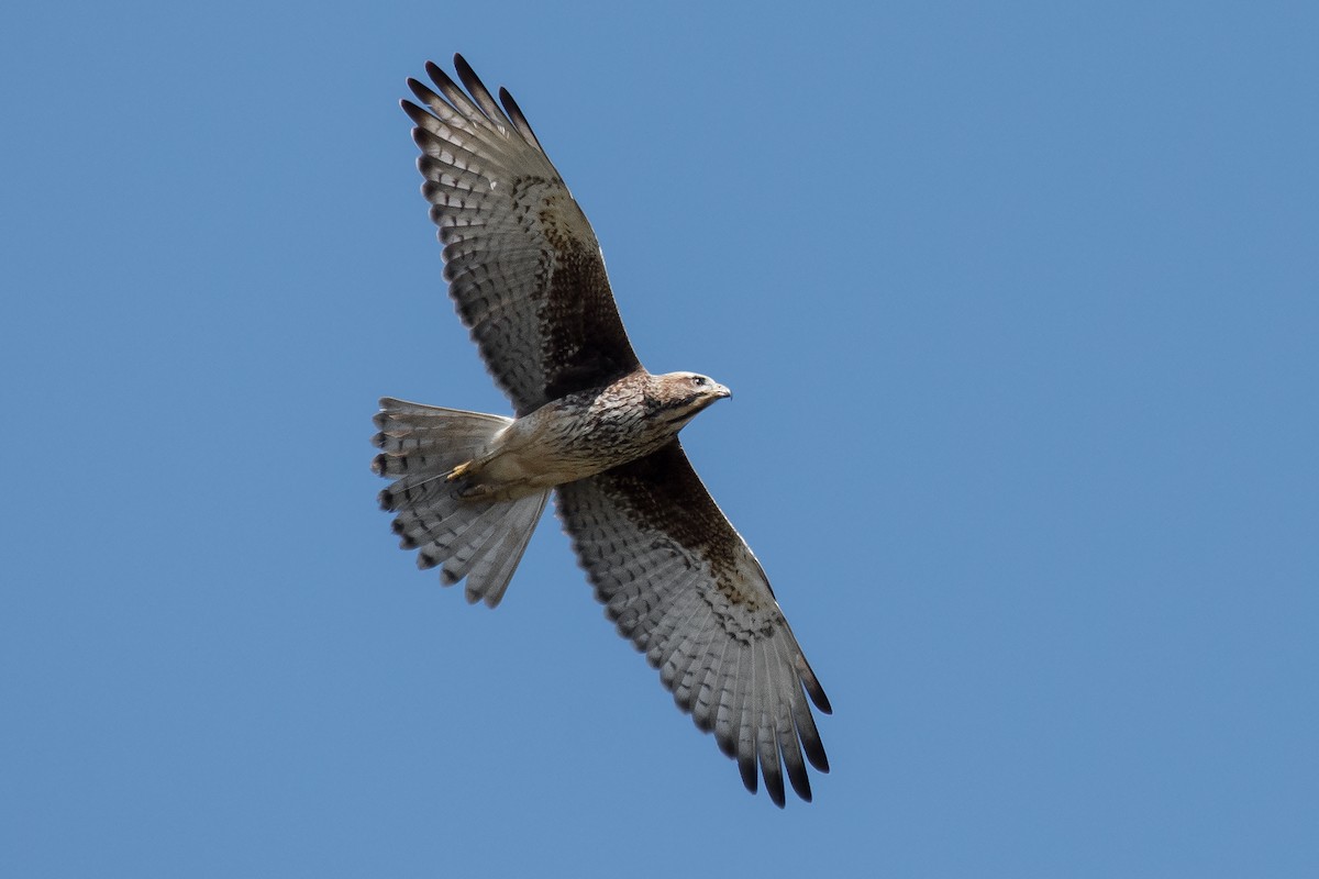 White-eyed Buzzard - Natthaphat Chotjuckdikul